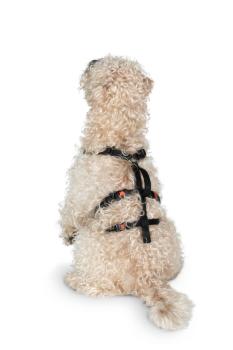 azsbruchsicheres Hundegeschirr